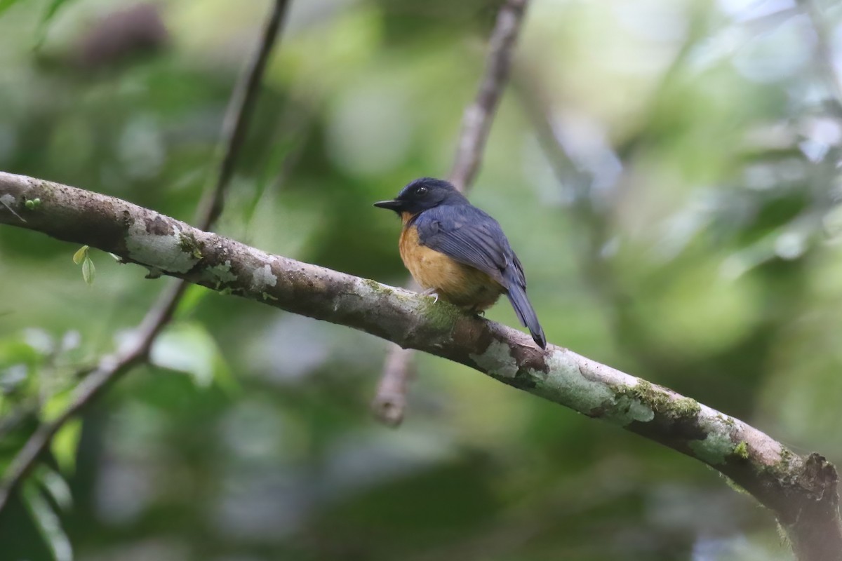 Sulawesi Blue Flycatcher (Sulawesi) - ML628363371