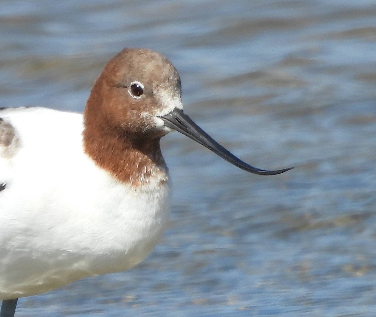 Red-necked Avocet - ML628363449