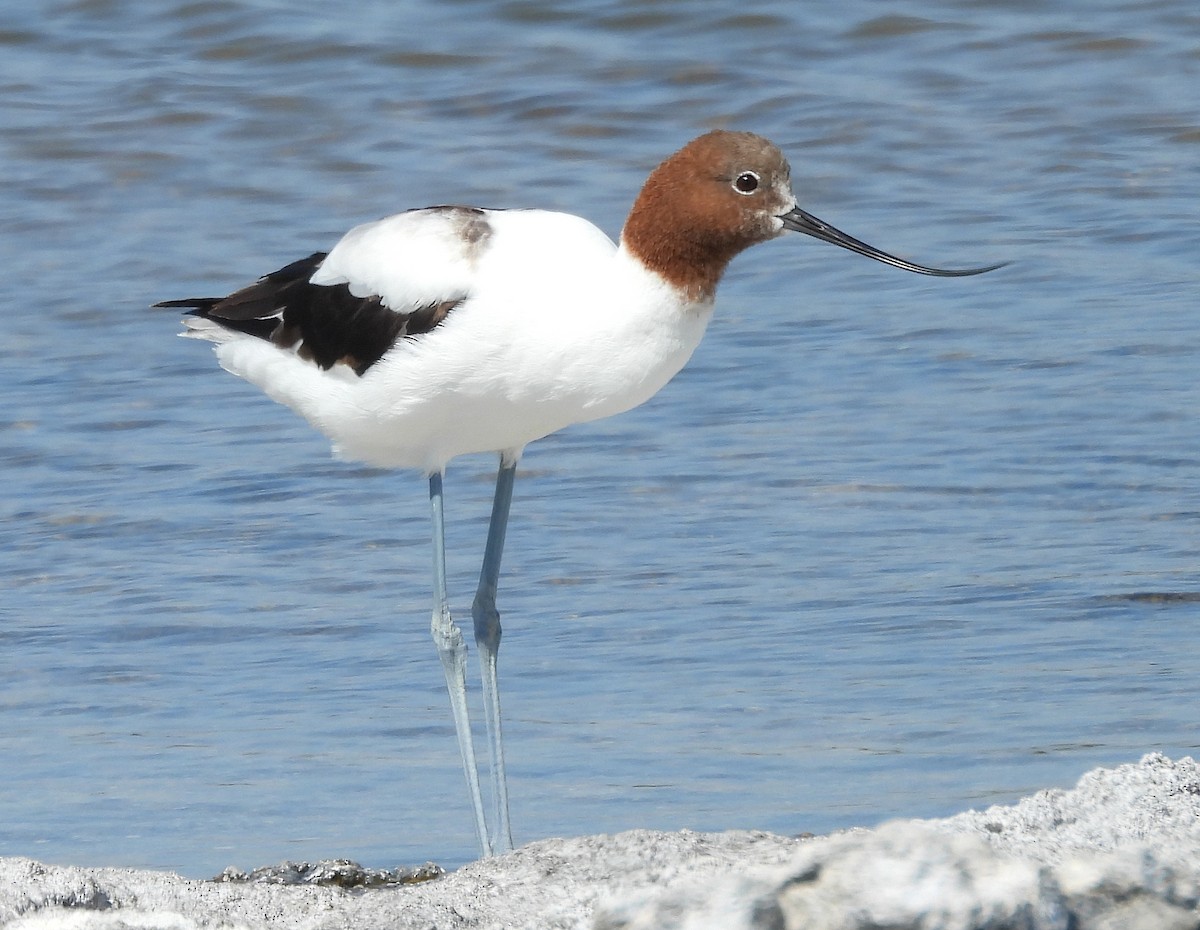 Red-necked Avocet - ML628363450