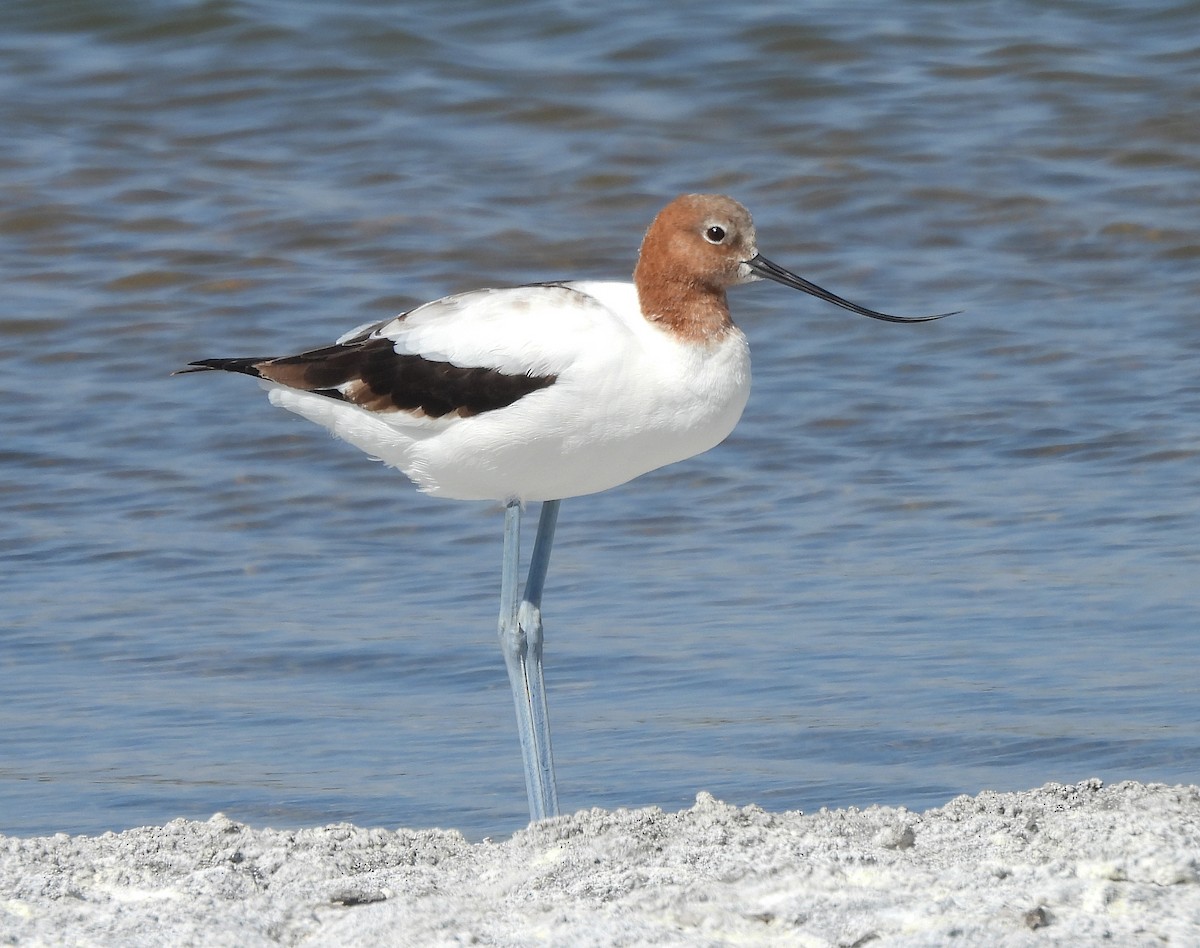 Red-necked Avocet - ML628363451