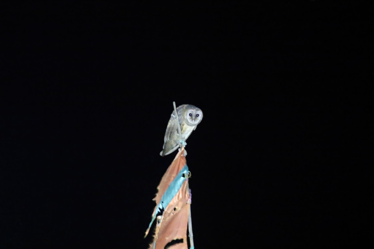 Sulawesi Masked-Owl - ML628363459