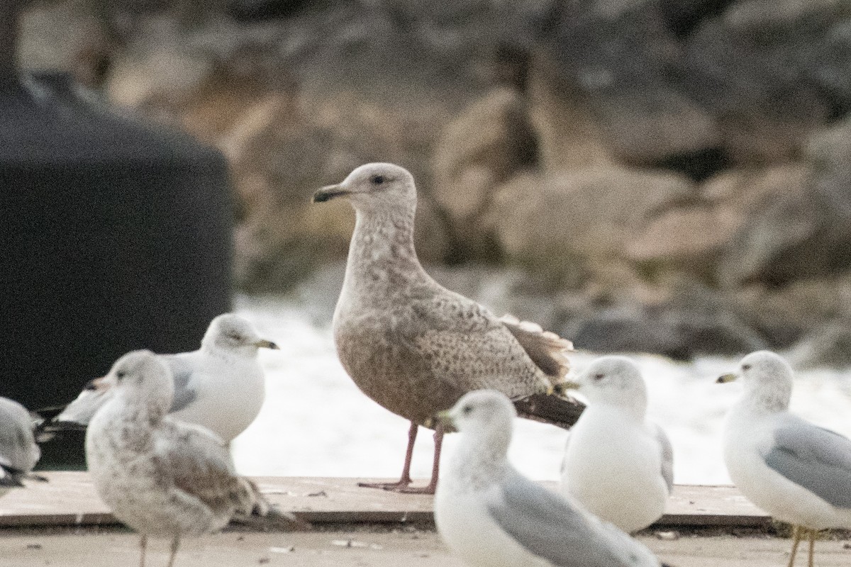 American Herring Gull - ML628363678