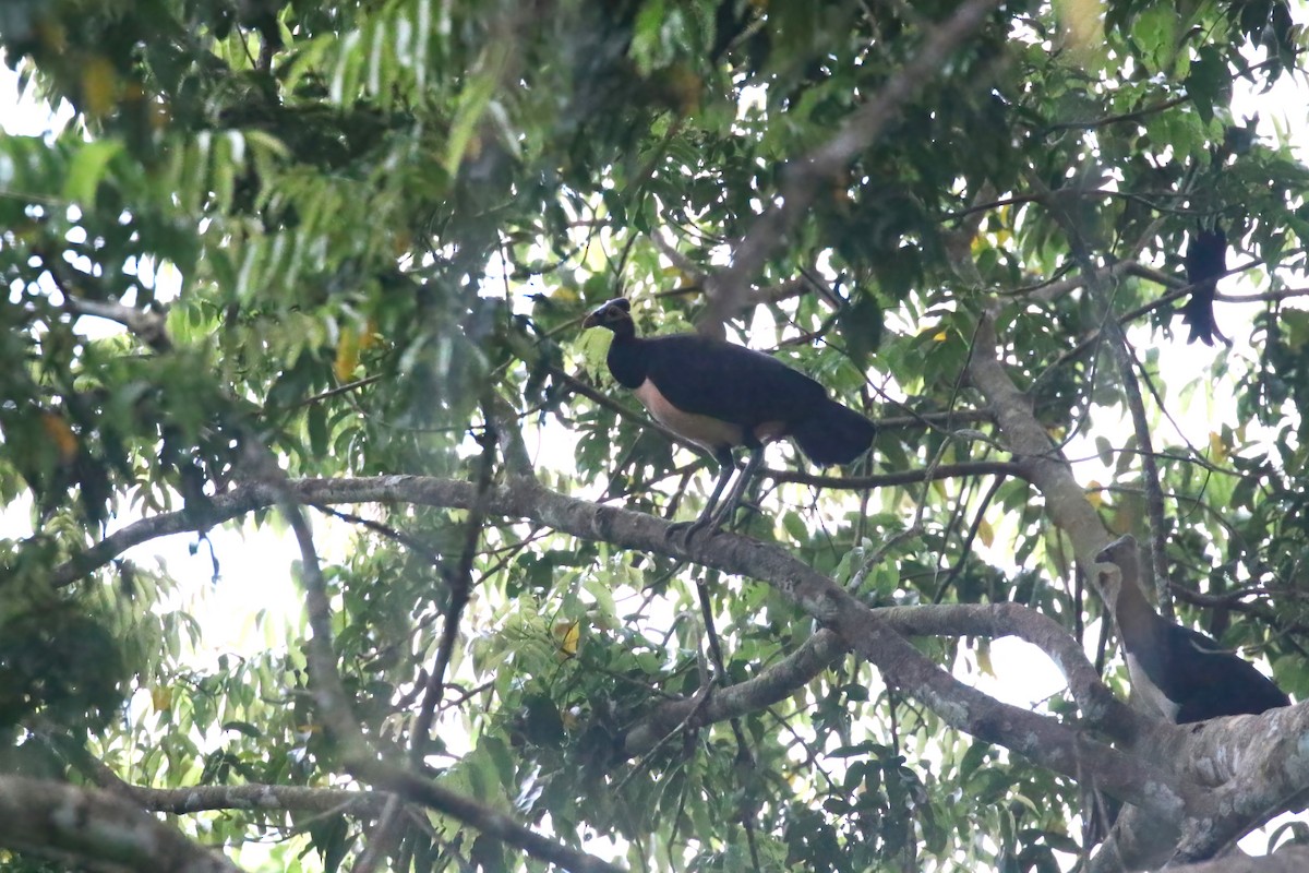 Mégapode maléo - ML628363685