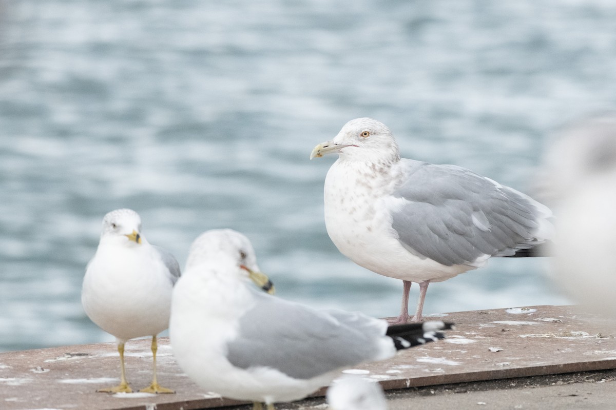 American Herring Gull - ML628363693
