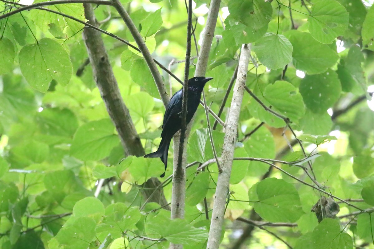 Hair-crested Drongo (White-eyed) - ML628363699