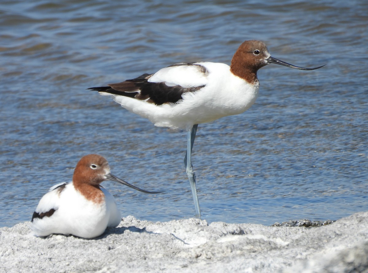 Red-necked Avocet - ML628363703