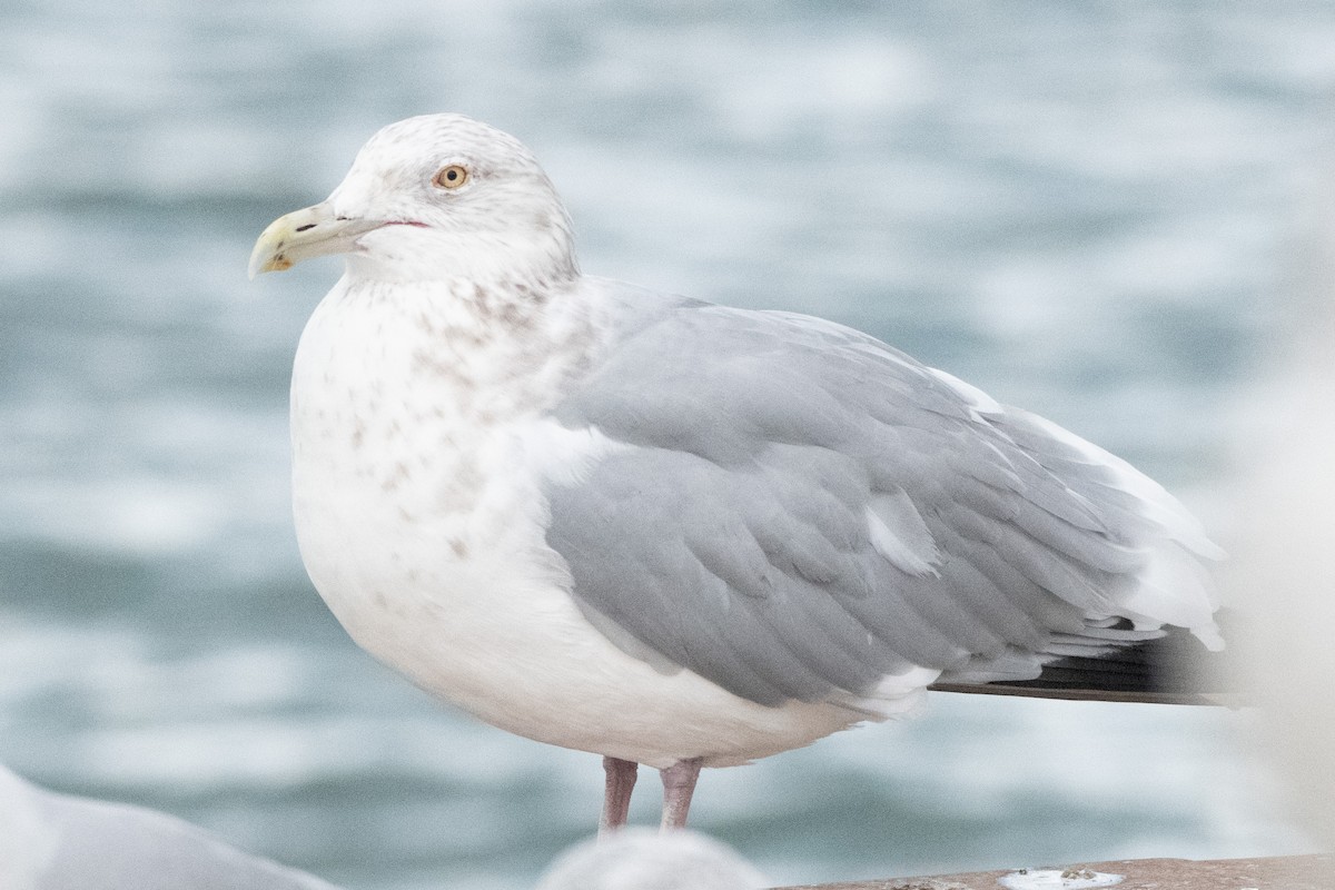 American Herring Gull - ML628363709