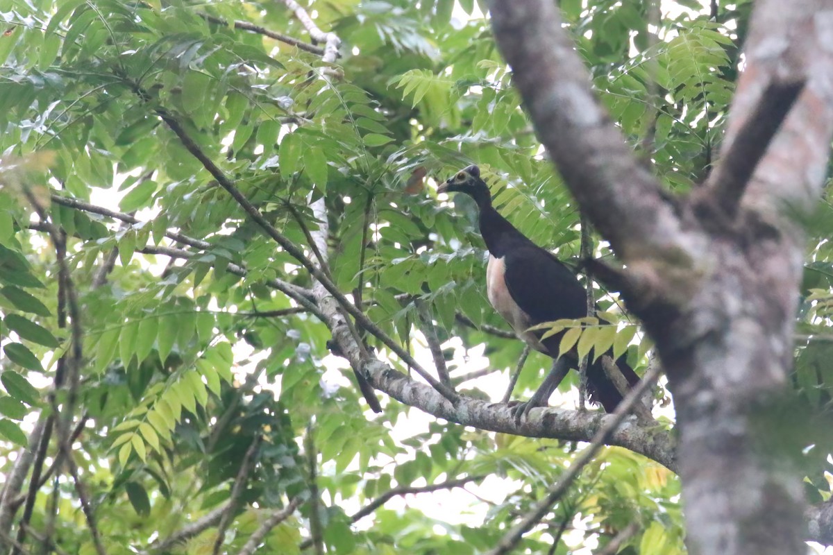 Mégapode maléo - ML628363717
