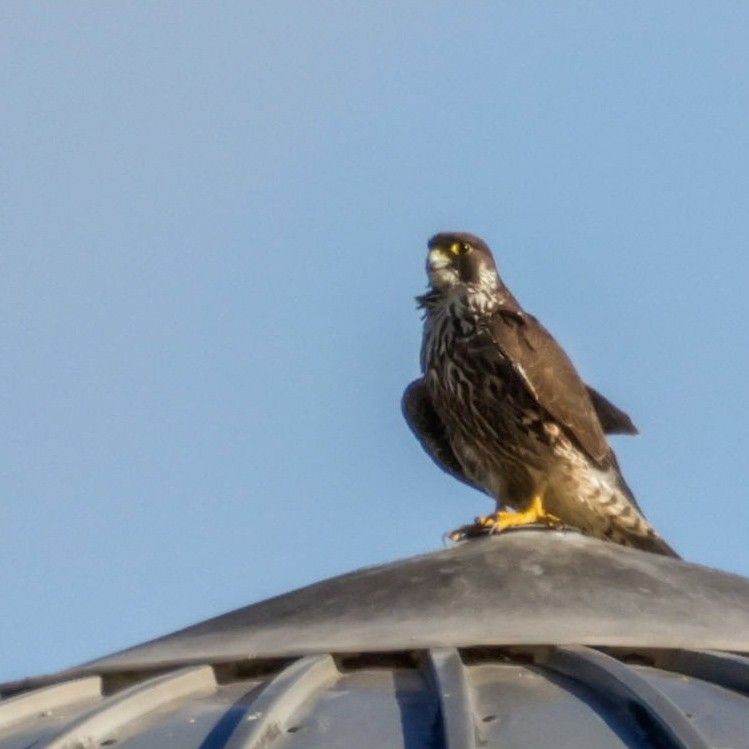 Peregrine Falcon - ML628363720