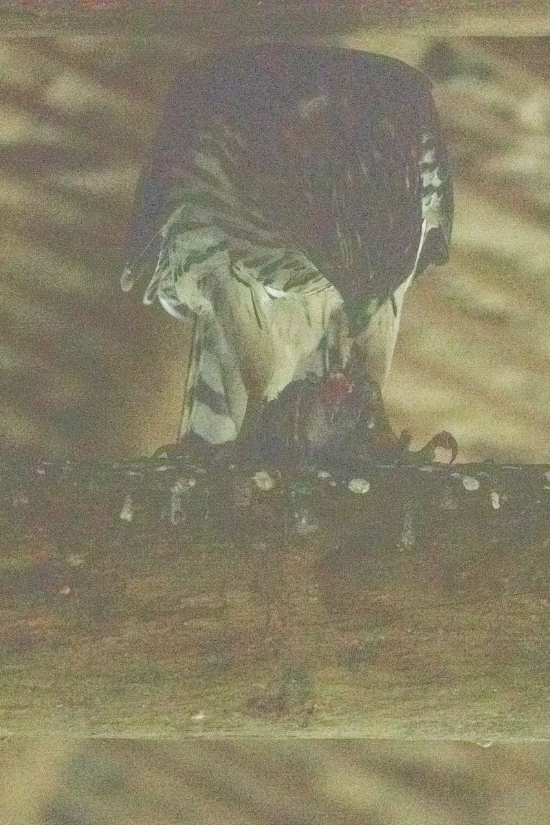 Cooper's Hawk - ML628363733