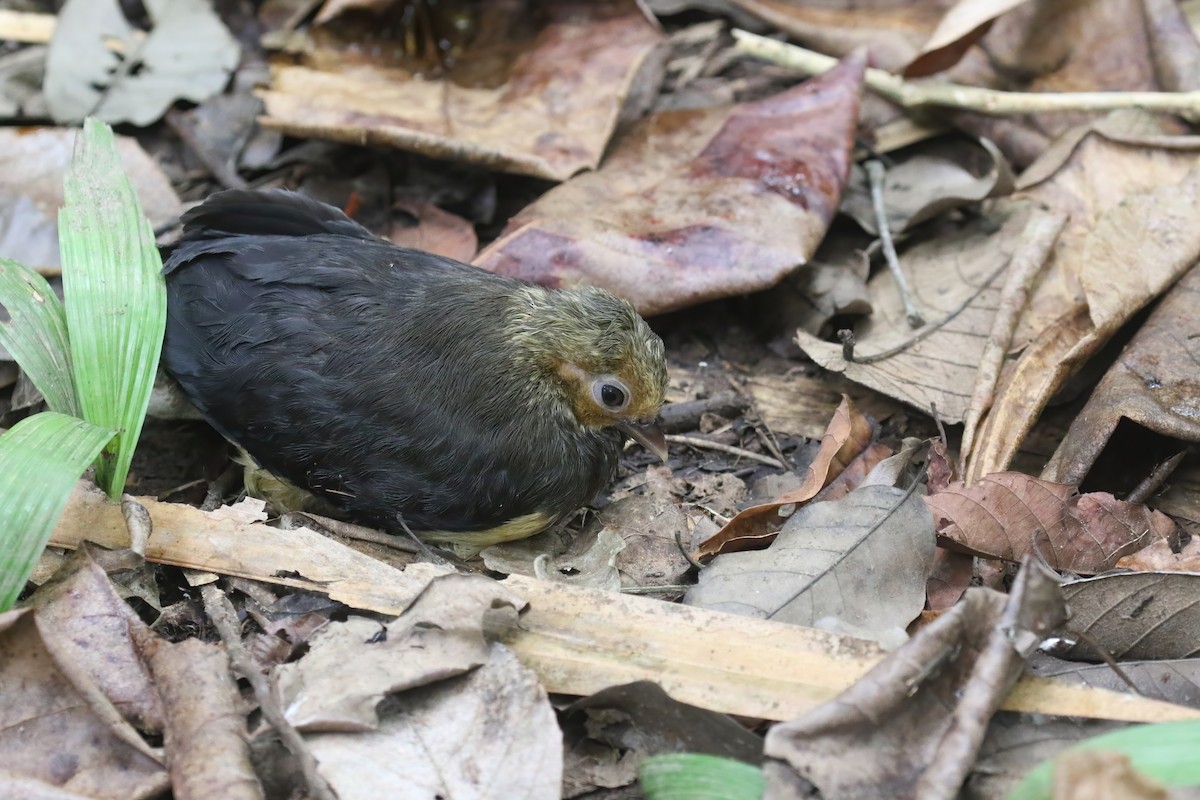 Mégapode maléo - ML628363746