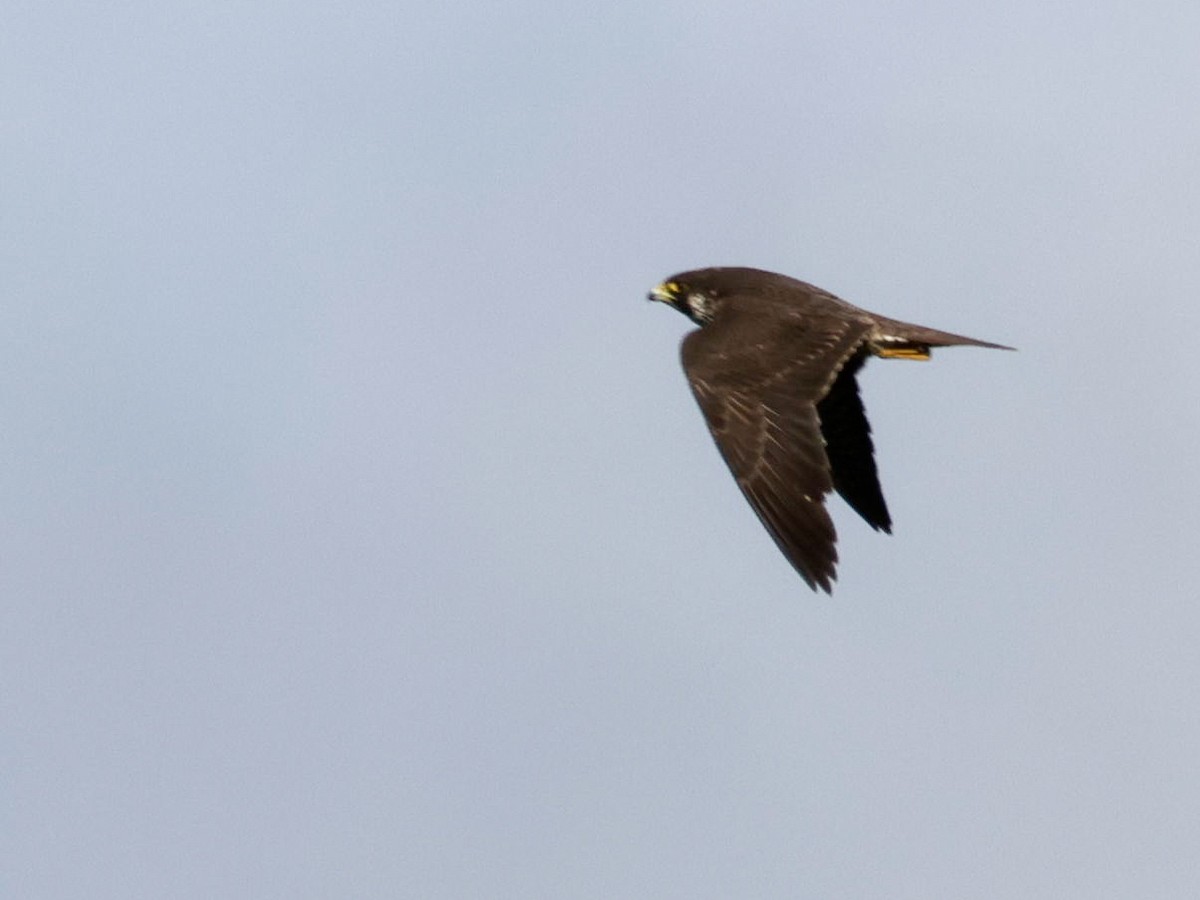 Peregrine Falcon - ML628363774