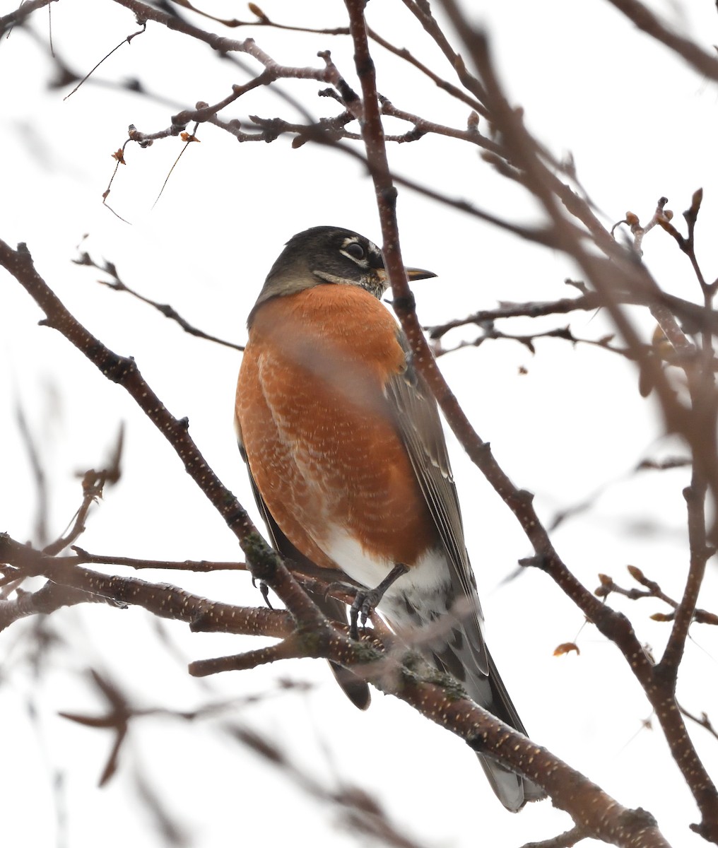 American Robin - ML628363778