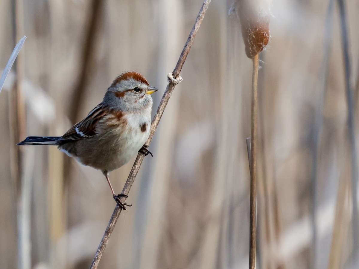 American Tree Sparrow - ML628363825