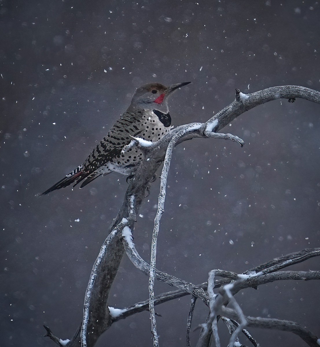 Northern Flicker - ML628363971