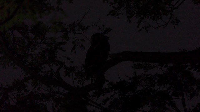Brown Wood-Owl - ML628364057