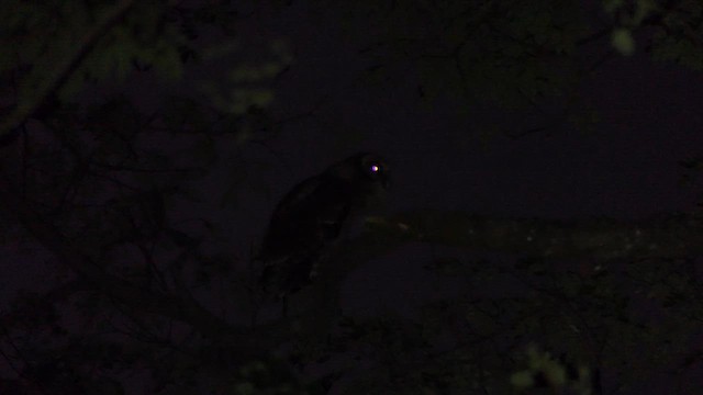 Brown Wood-Owl - ML628364151