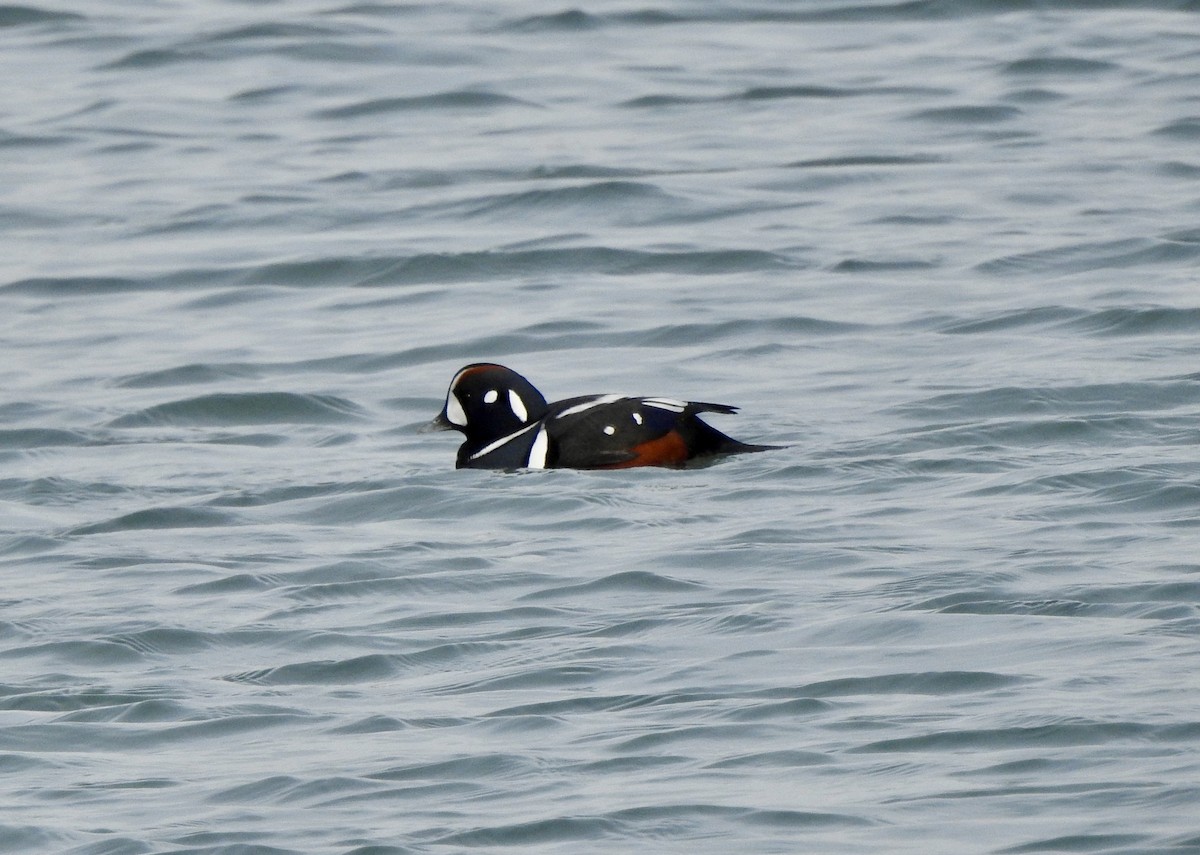 Harlequin Duck - ML628364206