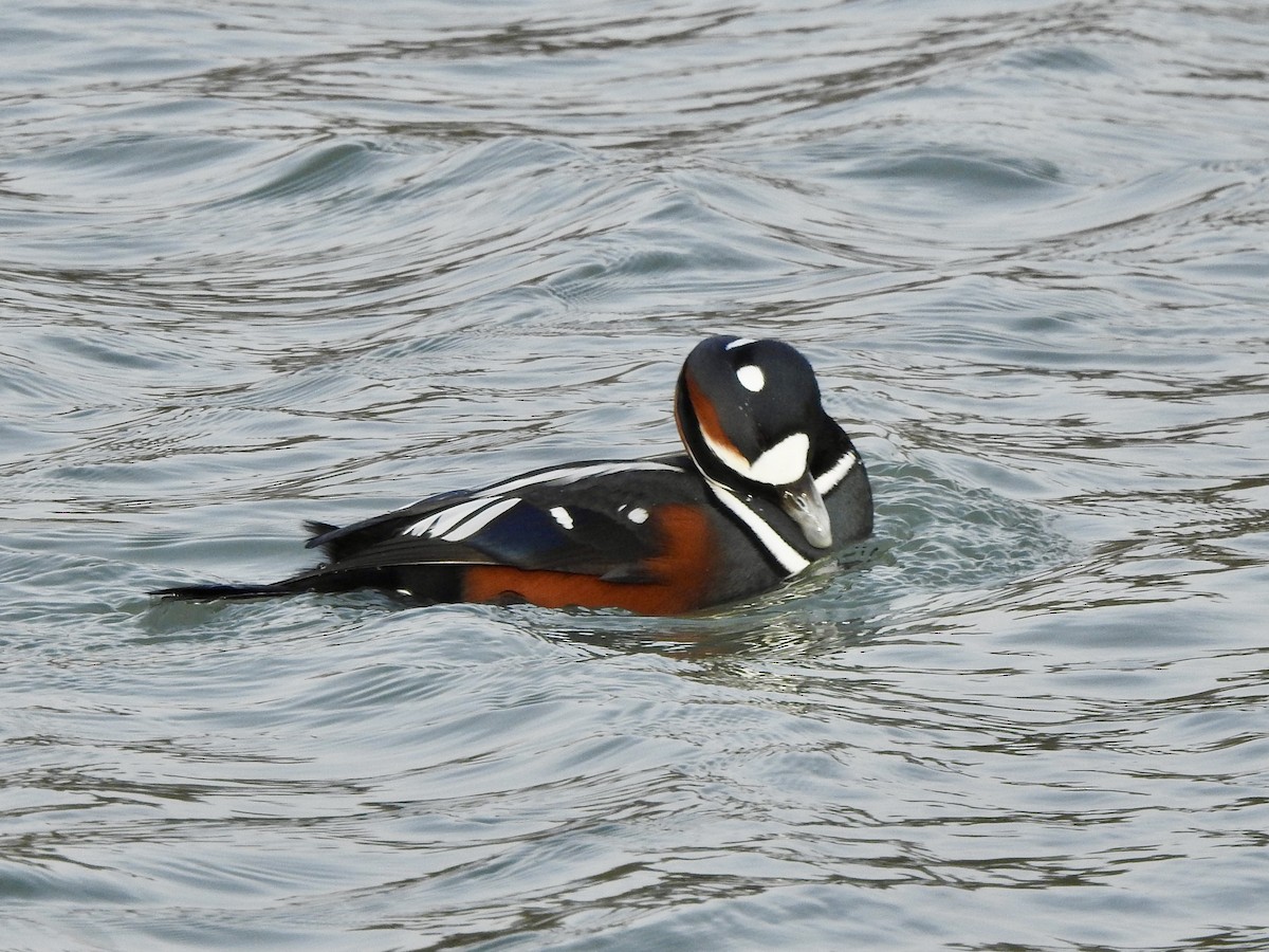 Harlequin Duck - ML628364207