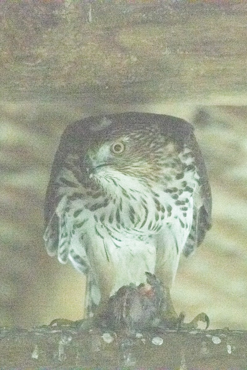 Cooper's Hawk - ML628364254