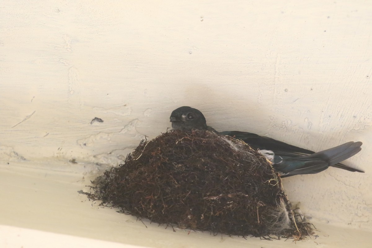 Glossy Swiftlet - ML628364260