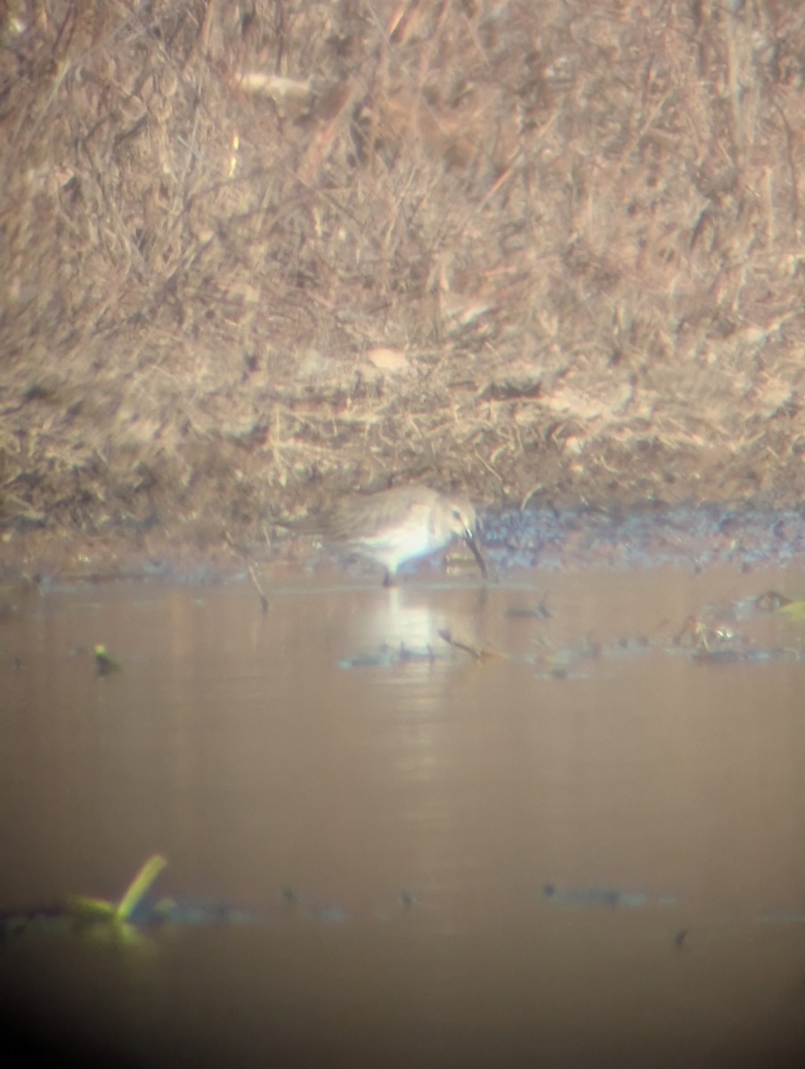 Dunlin - ML628364620