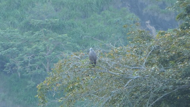 Lesser Fish-Eagle - ML628364712
