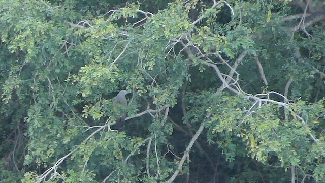 Lesser Fish-Eagle - ML628364744