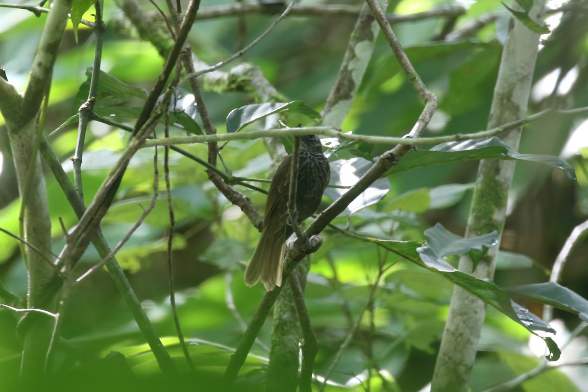 White-streaked Friarbird - ML628364757