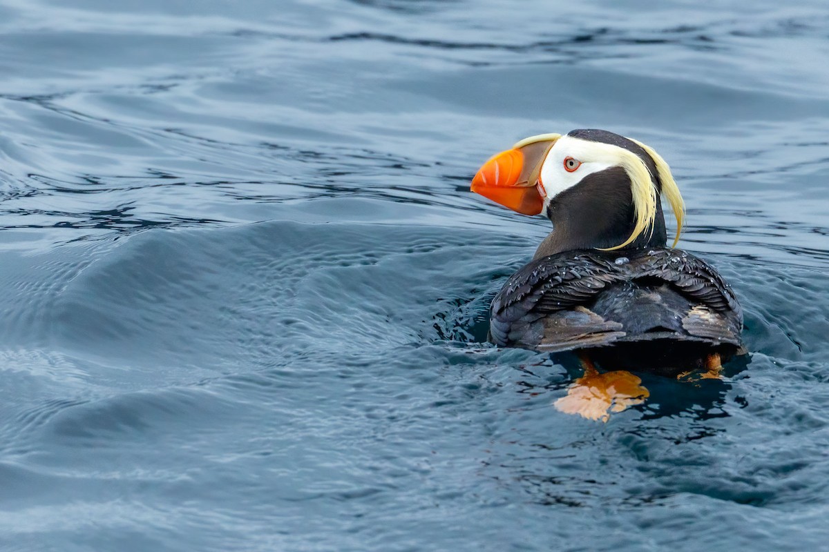 Tufted Puffin - ML628364911