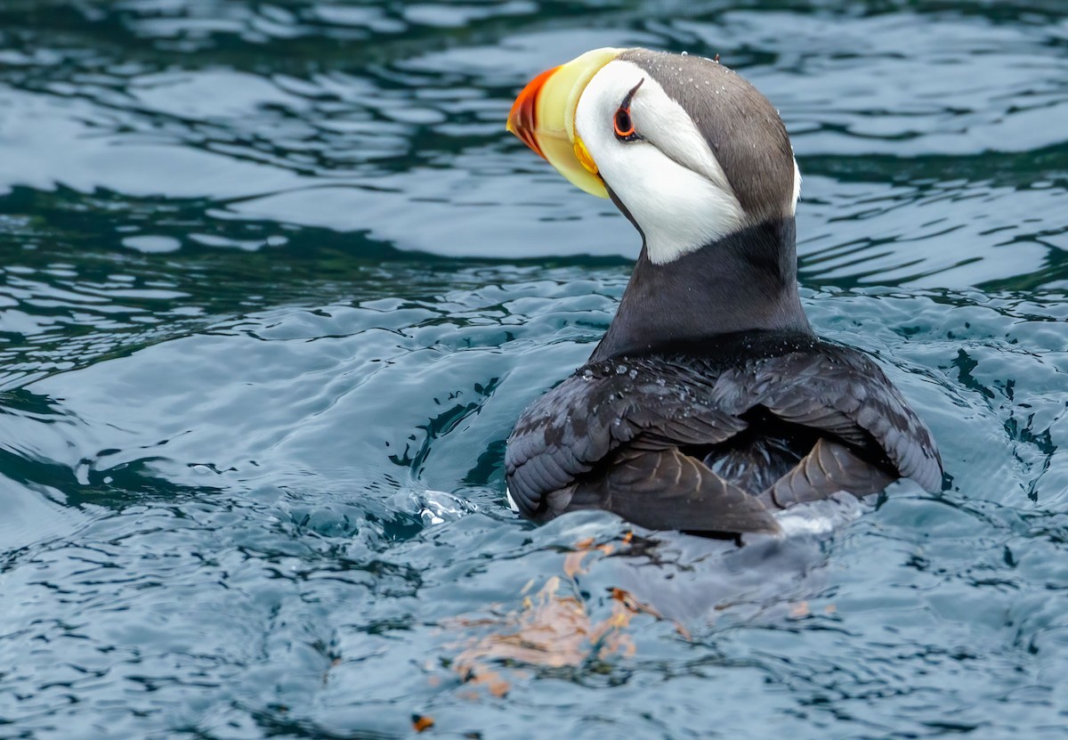 Horned Puffin - ML628364916