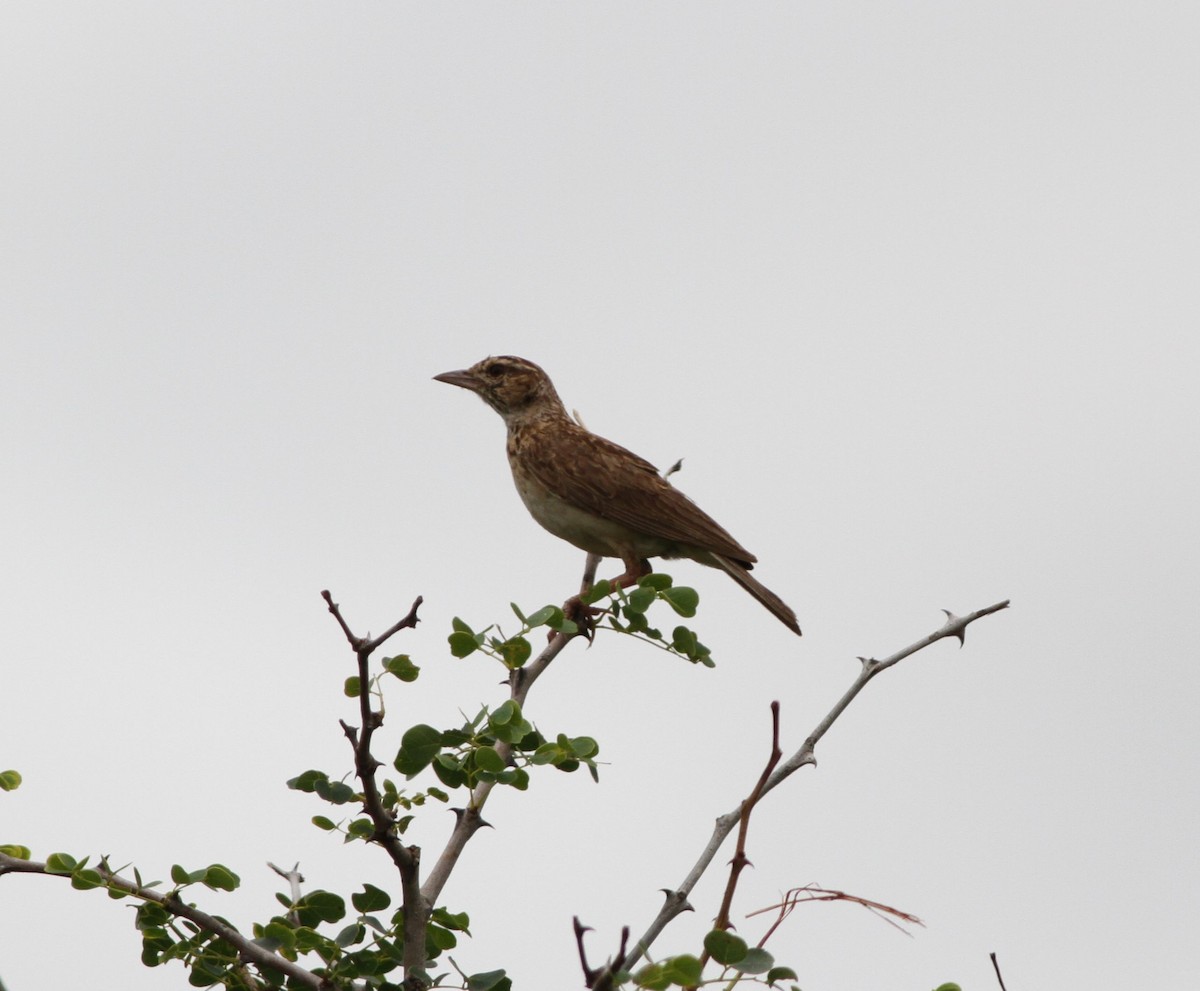 Monotonous Lark - ML628364993