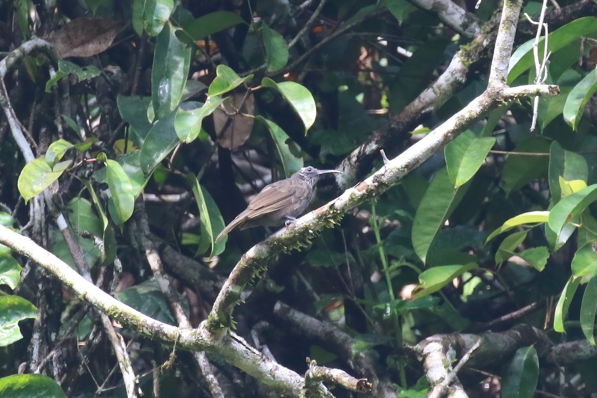 White-streaked Friarbird - ML628365003