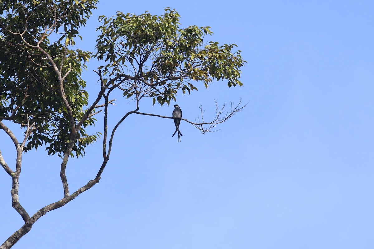 Moustached Treeswift - ML628365023