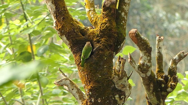 White-cheeked Barbet - ML628365056