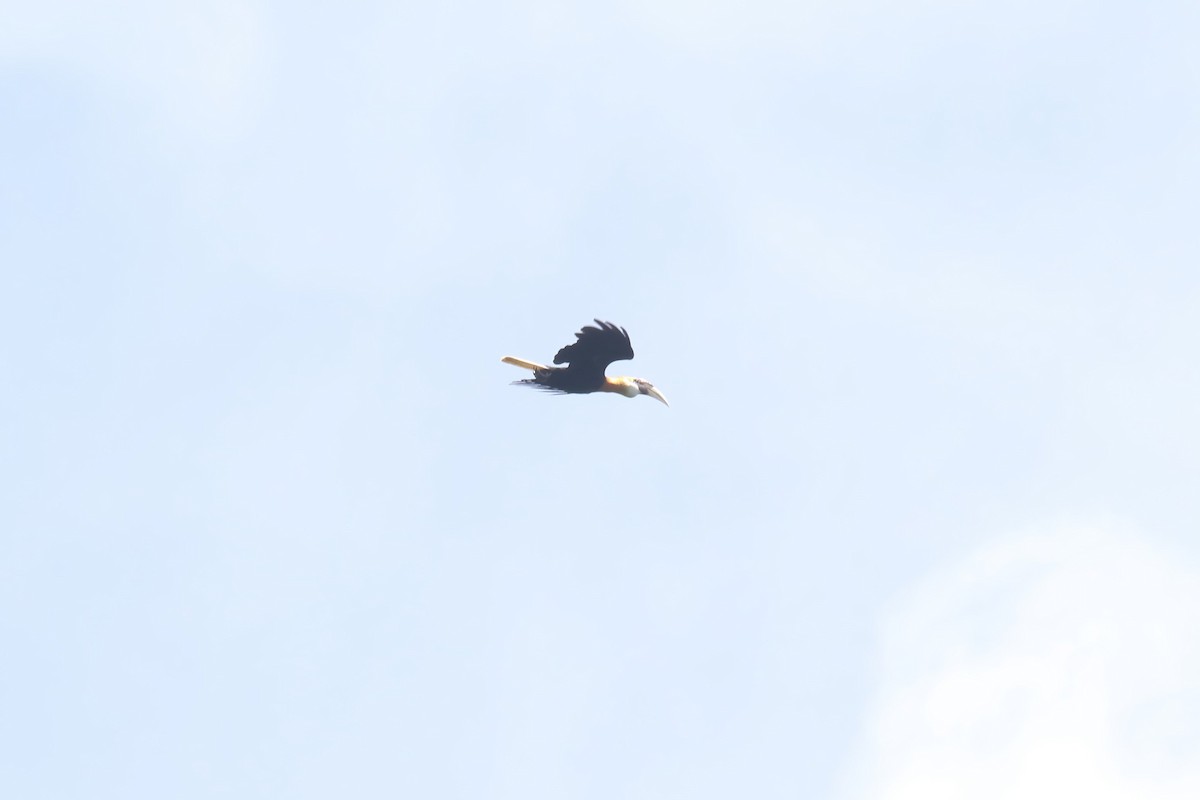 Blyth's Hornbill - ML628365082