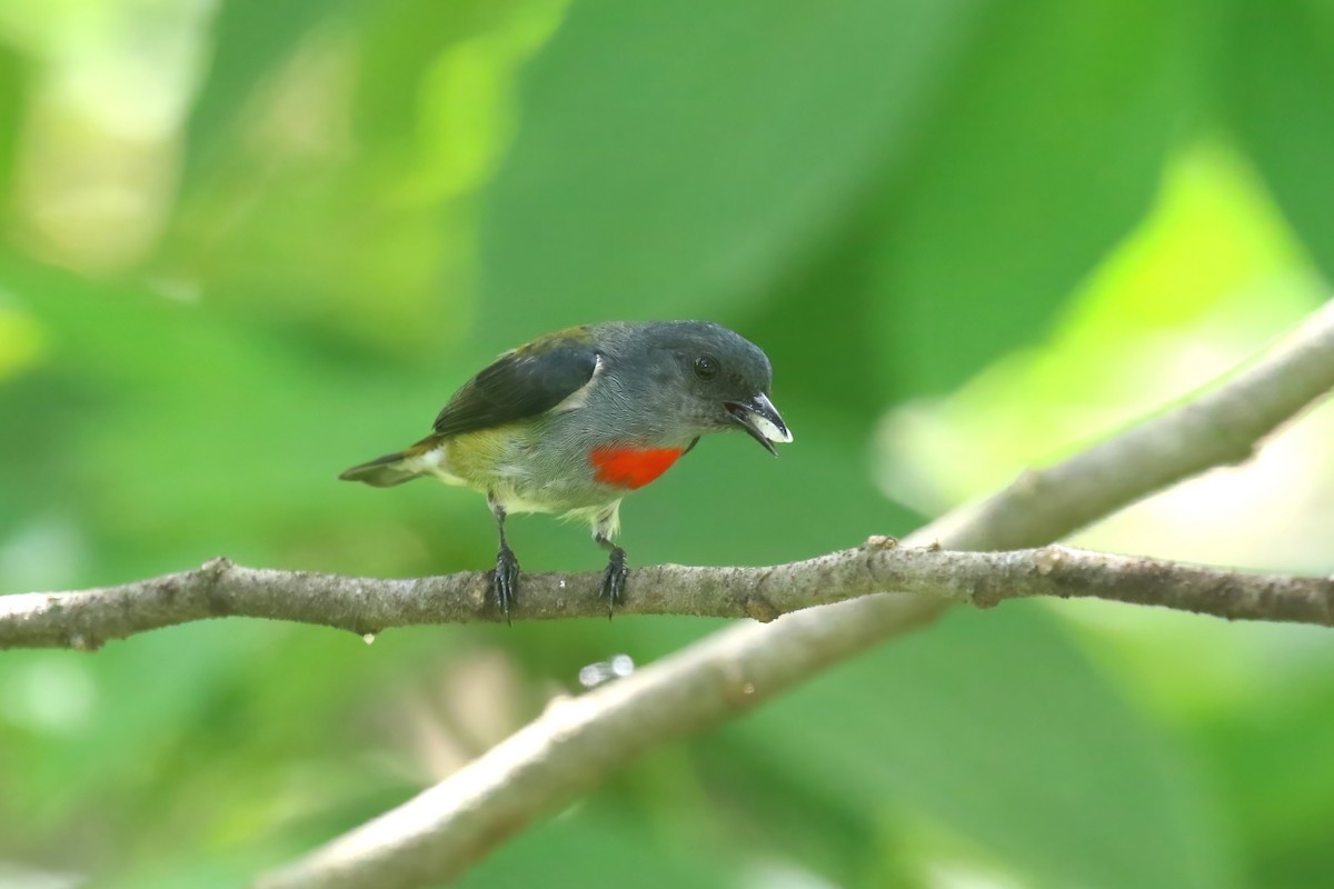 Halmahera Flowerpecker - ML628365097