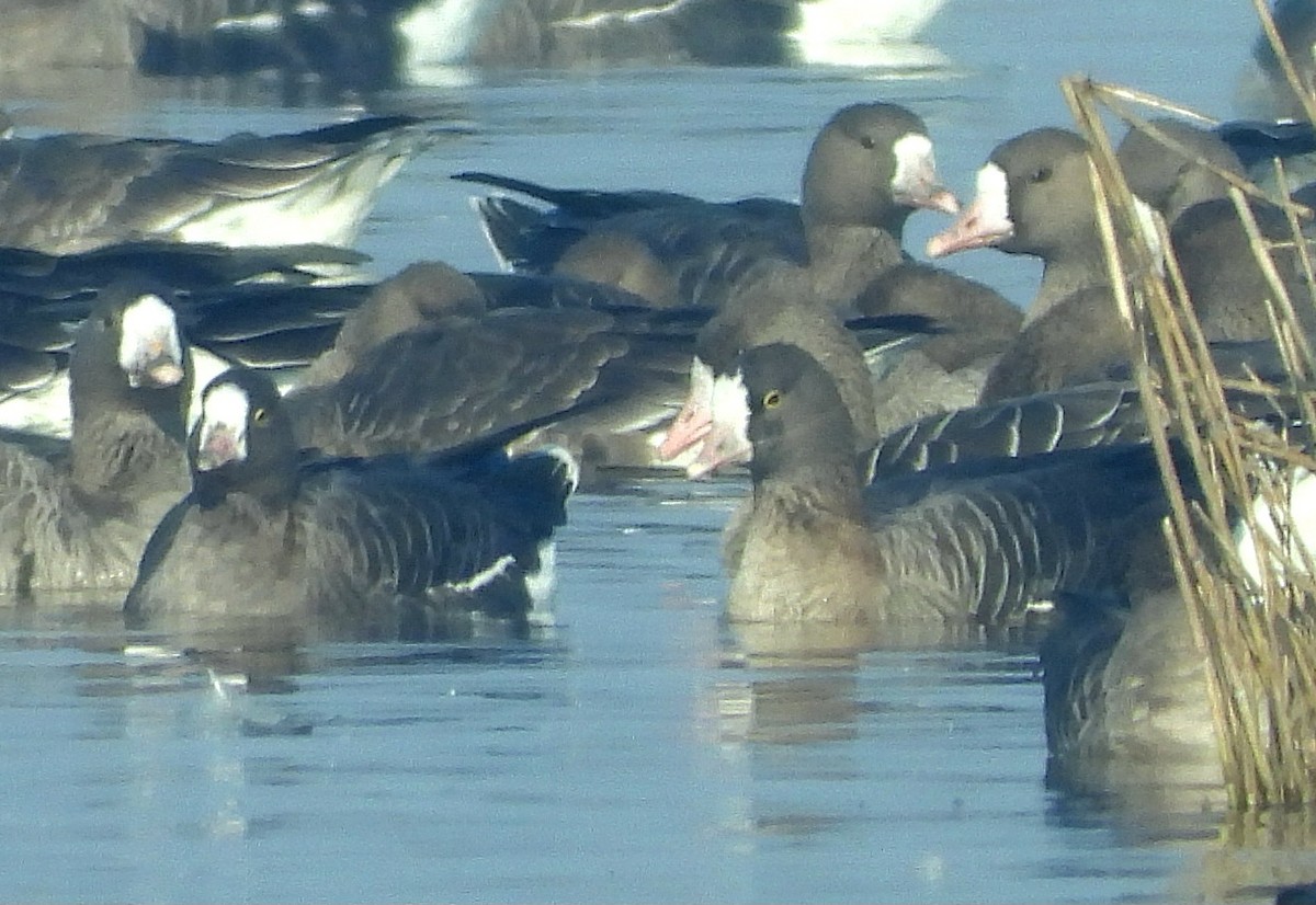 Lesser White-fronted Goose - ML628365099