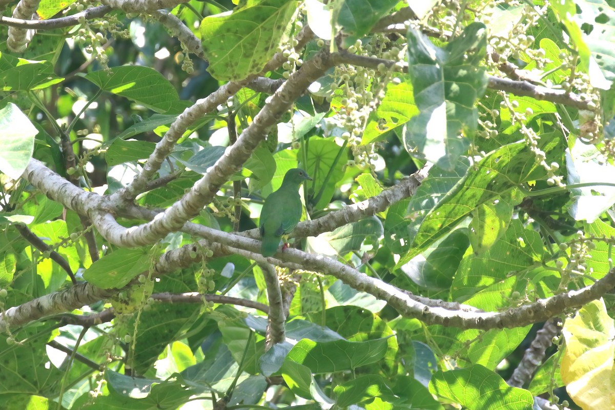 Blue-capped Fruit-Dove - ML628365102