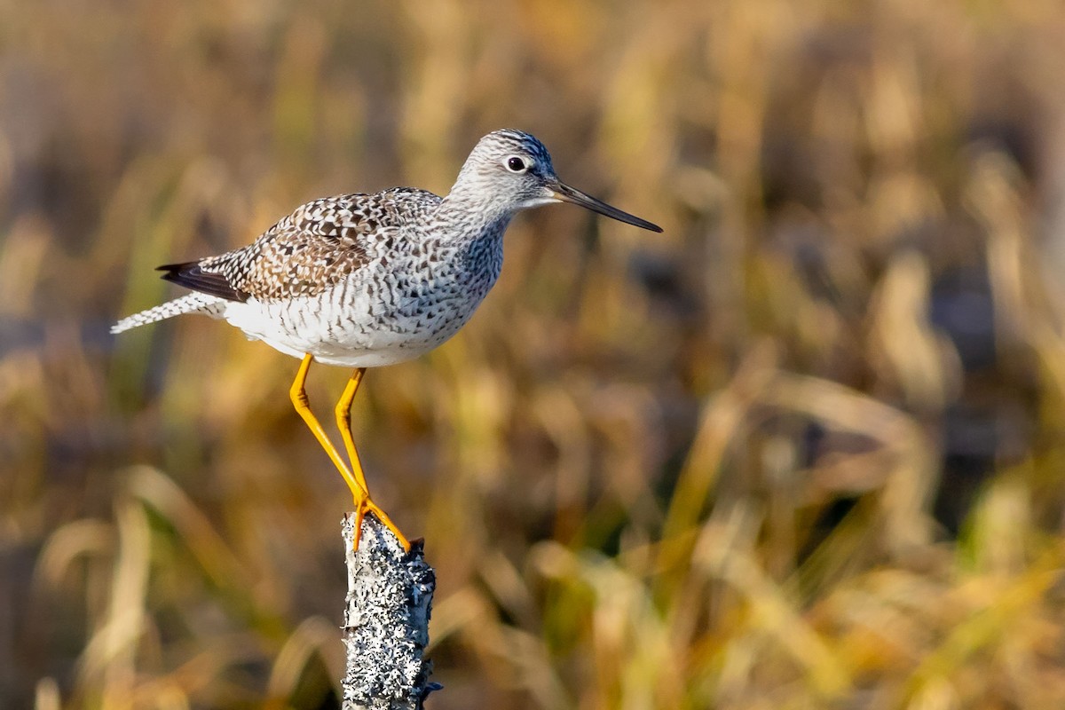 Greater Yellowlegs - ML628365103