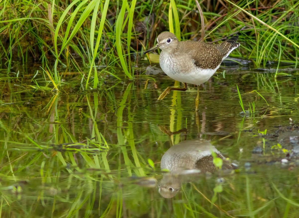 Spotted Sandpiper - ML628365113