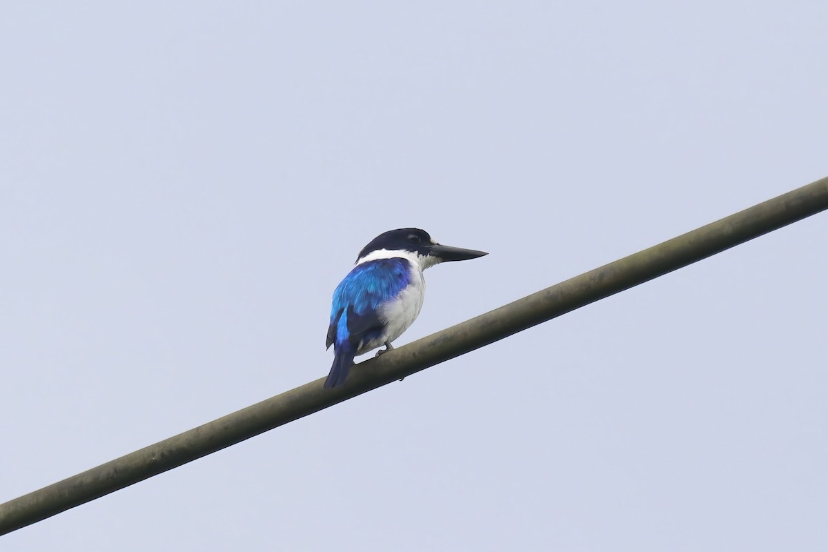 Blue-and-white Kingfisher - ML628365149