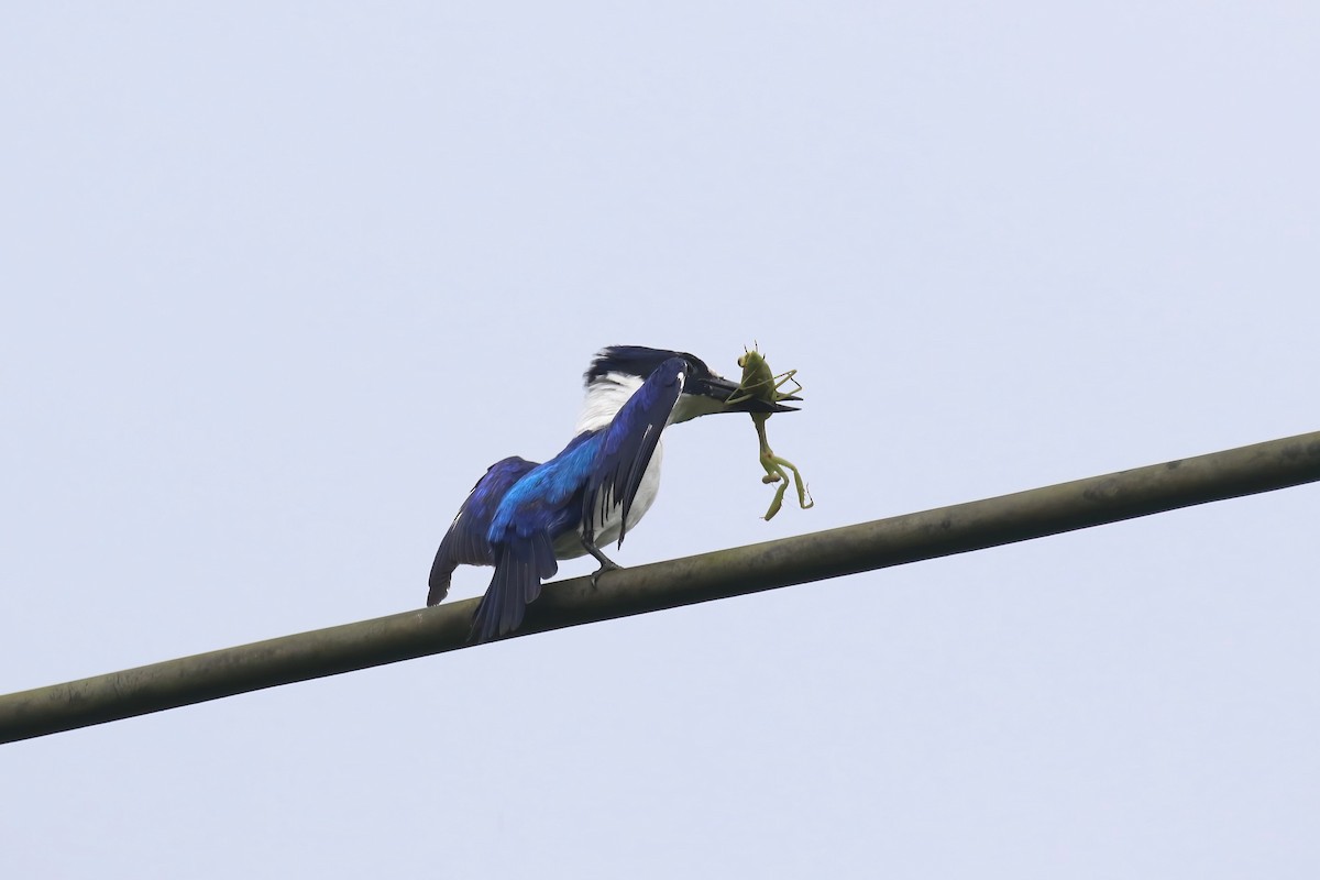 Blue-and-white Kingfisher - ML628365153