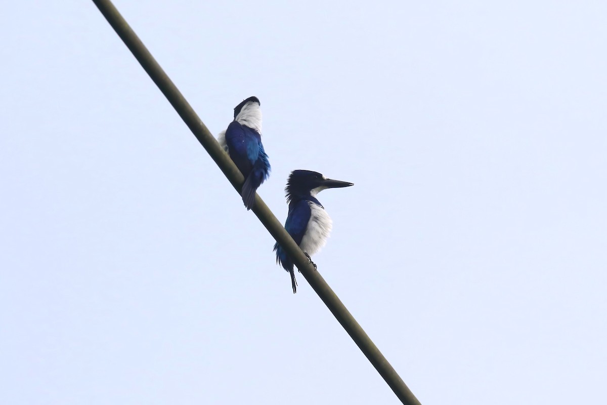 Blue-and-white Kingfisher - ML628365156