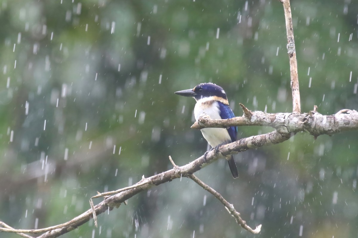 Blue-and-white Kingfisher - ML628365161