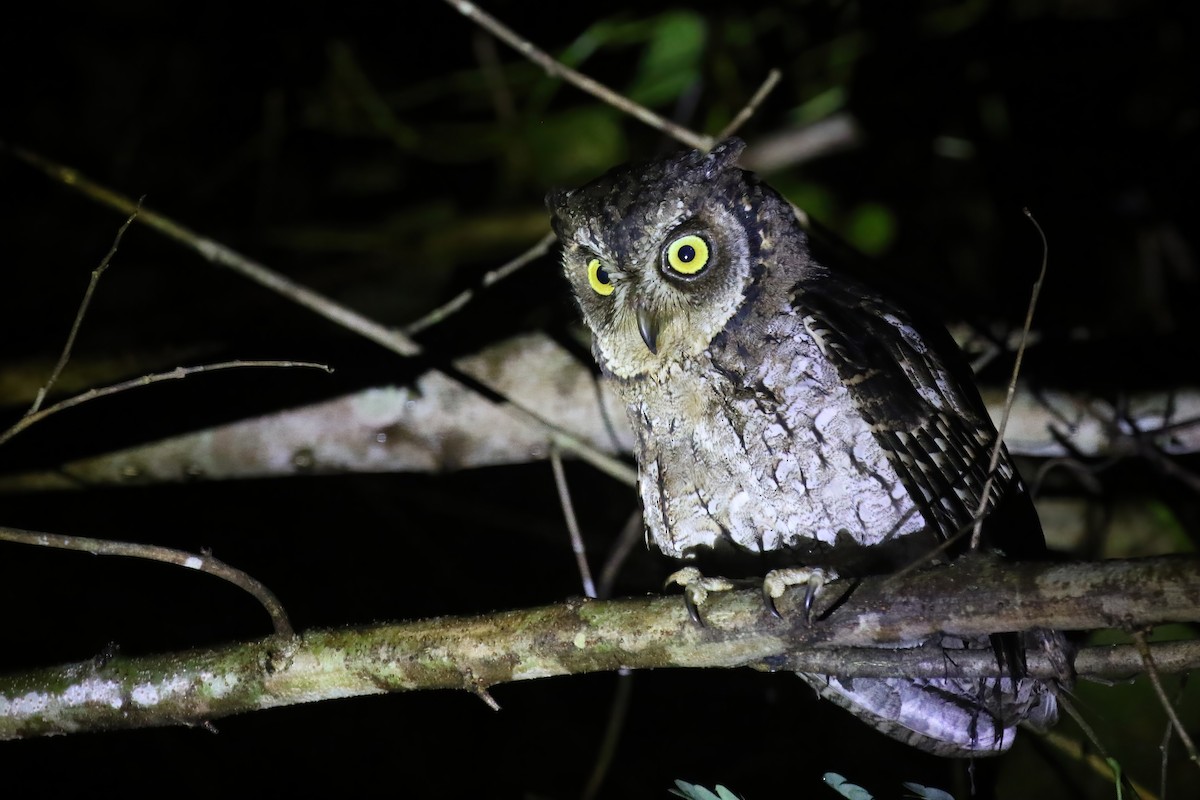 Moluccan Scops-Owl (Moluccan) - ML628365188