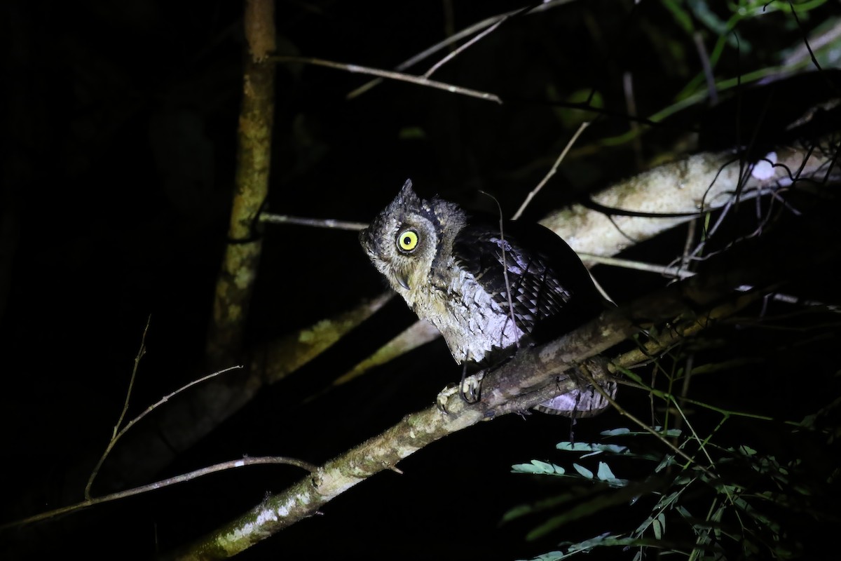 Moluccan Scops-Owl (Moluccan) - ML628365198