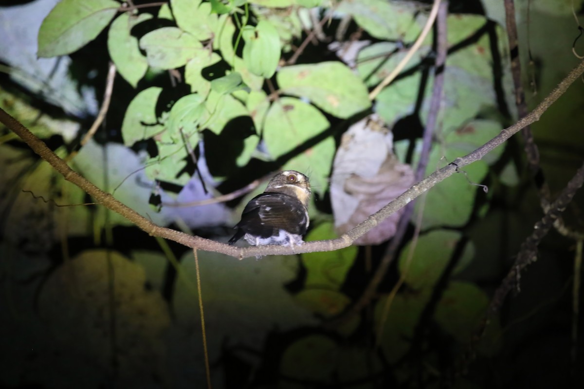 Moluccan Owlet-nightjar - ML628365205