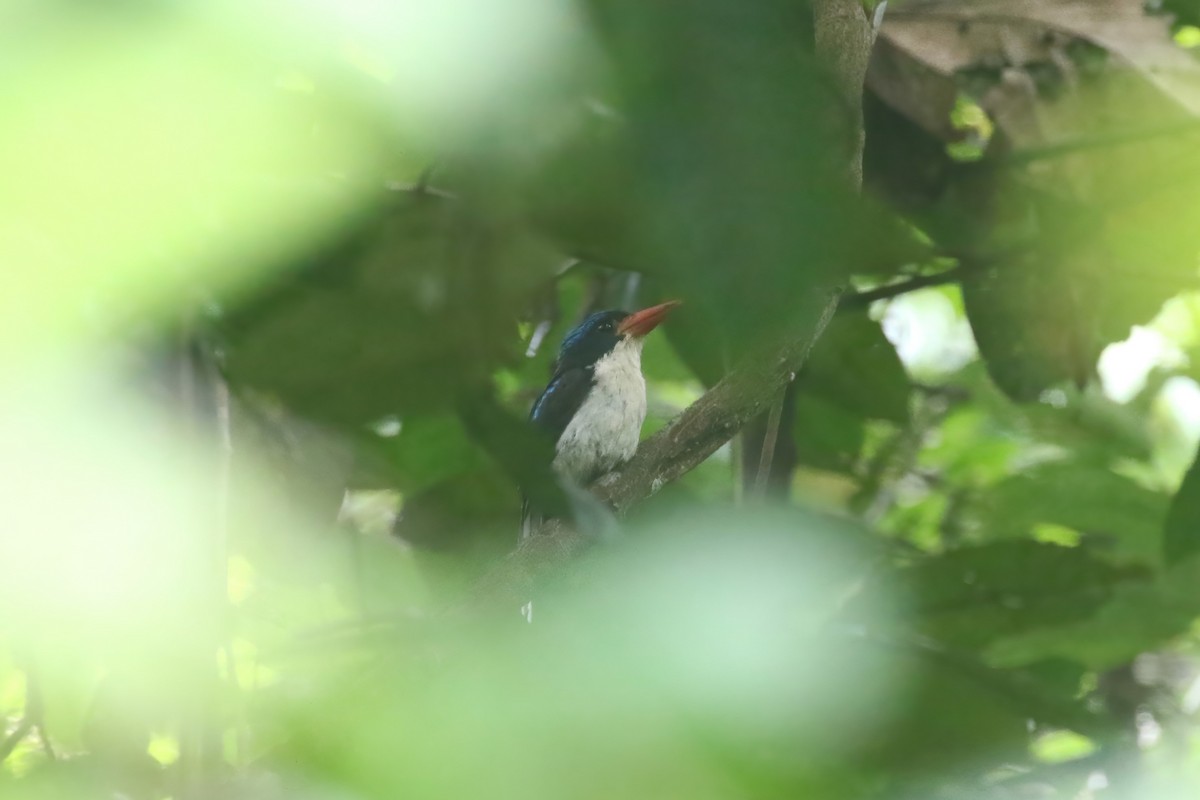 Common Paradise-Kingfisher - ML628365222