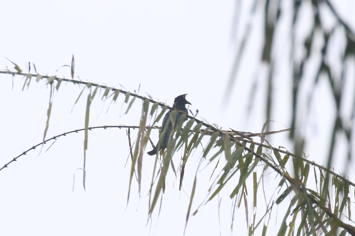 Spangled Drongo (Halmahera) - ML628365246